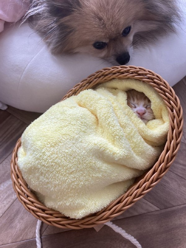 🥰 В Японии есть необычный обычай: если вы спасли котёнка, его укладывают «спать» в постель из омлета