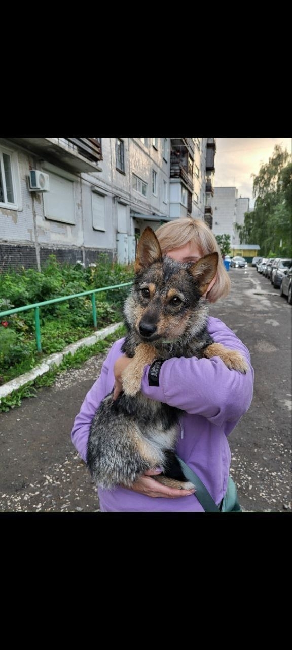 🦁Рубрика «Животные» #Животные@podslushanoperm
⠀
1) Пропала со...