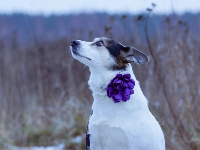 Вита ищет в Можайске хозяина!
Где ты её человек???
Почт?...