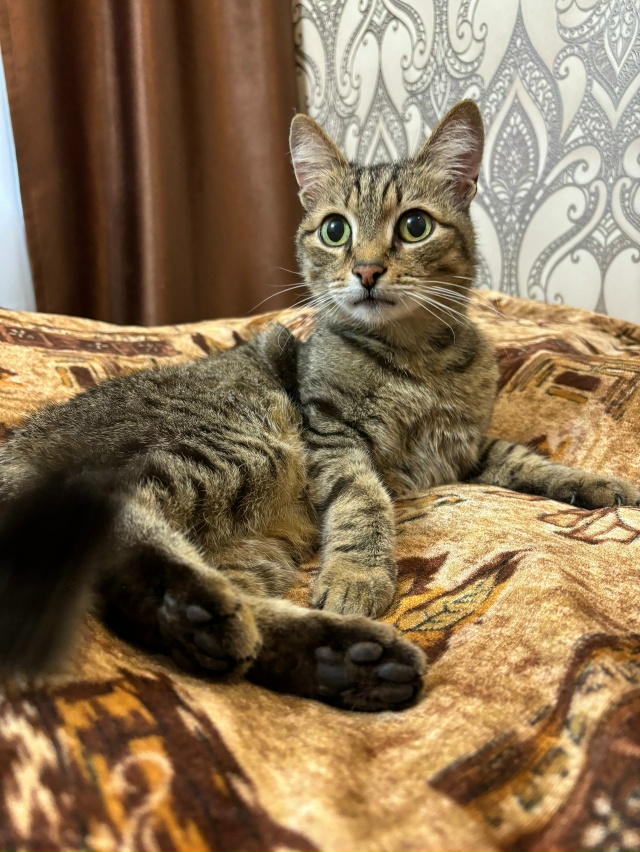 Нашли кошку на Ушакова, у дома по адресу Калинина 68, воз...