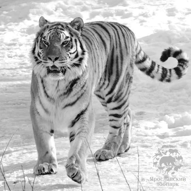 Грустная новость пришла из ярославского зоопарка. Уме?...