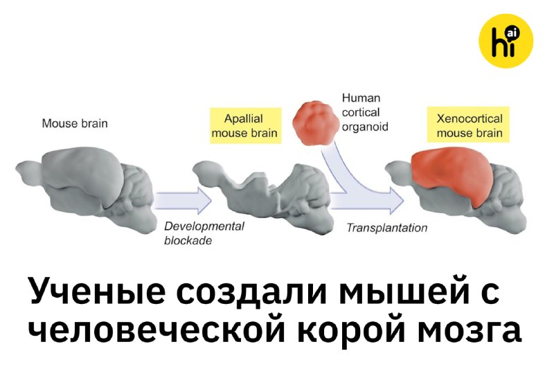 ⚡️ Ученые создали мышей с человеческой корой головного мозга
Американские нейробиологи модифицирова