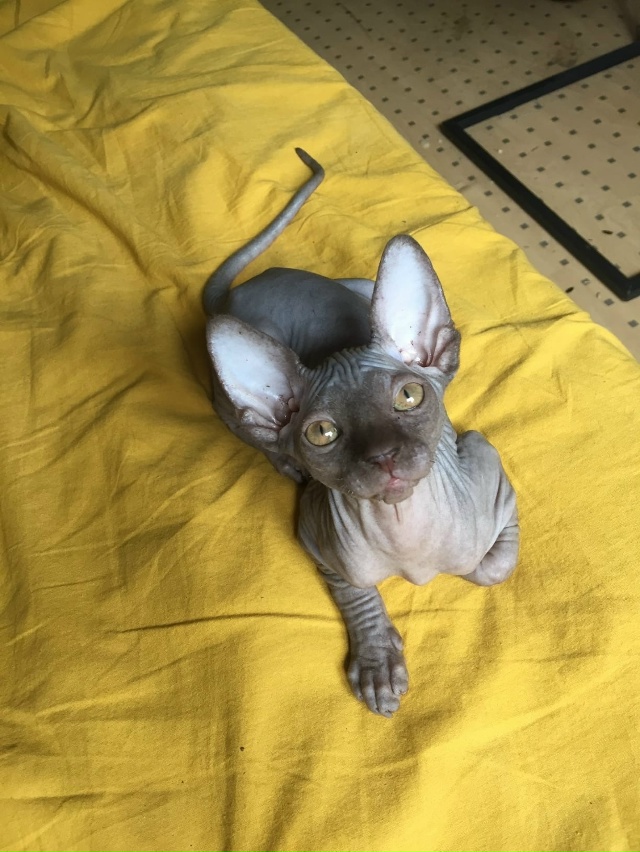 Я спортик ...ля😅Анубис,любимый ухо и носокусака