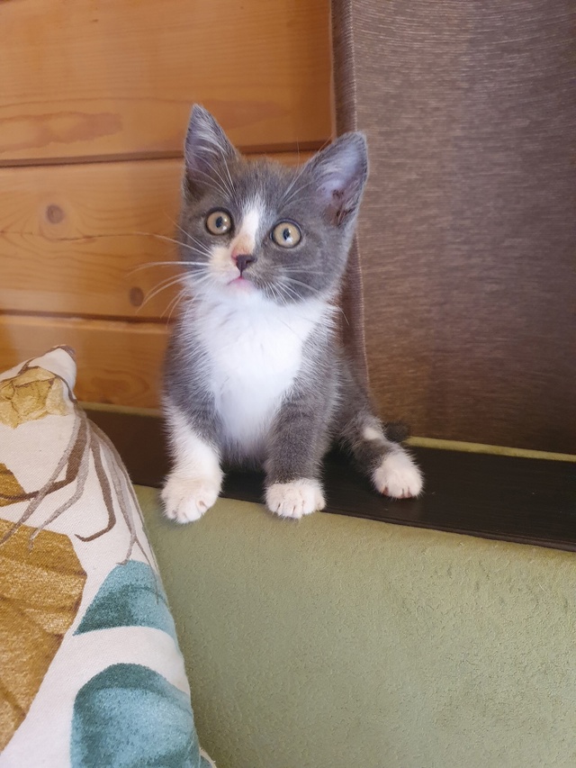 Котейка ищет дом в Можайске🐱🐈
Малыш спасён с улицы, п...