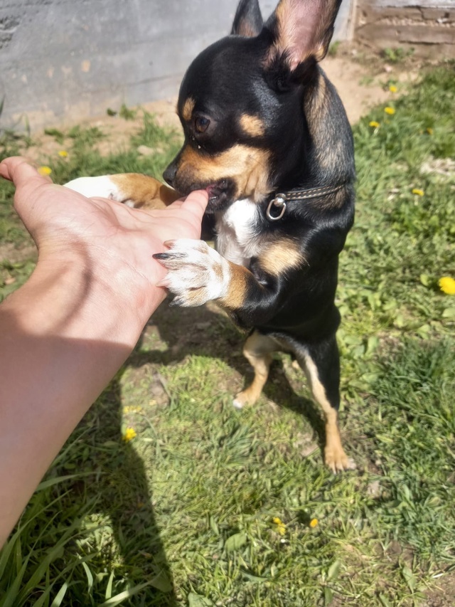 Пропала собачка 🐶 розовый ошейник с камушками на шее ...