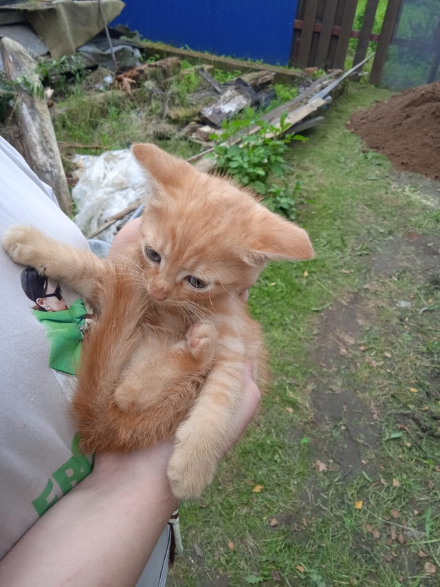 🐱🙏Чья-то кошечка привела троих котят. Очень красивые...