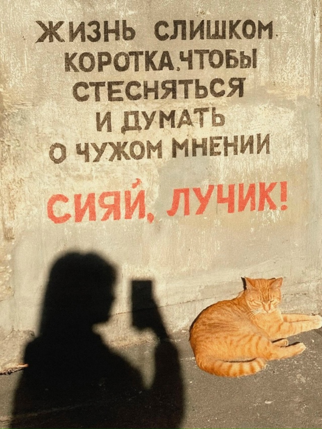 Советы от котиков