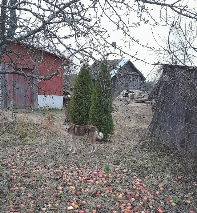 В с.Новинки бегает худой, голодный пес. Возможно потеря...