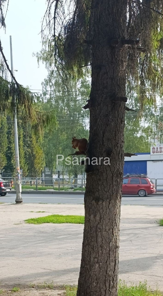 Остановка Шоколадная фабрика - символично!🐿️