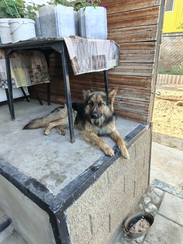 Отдам собаку в добрые руки, оставить себе не можем так ?...