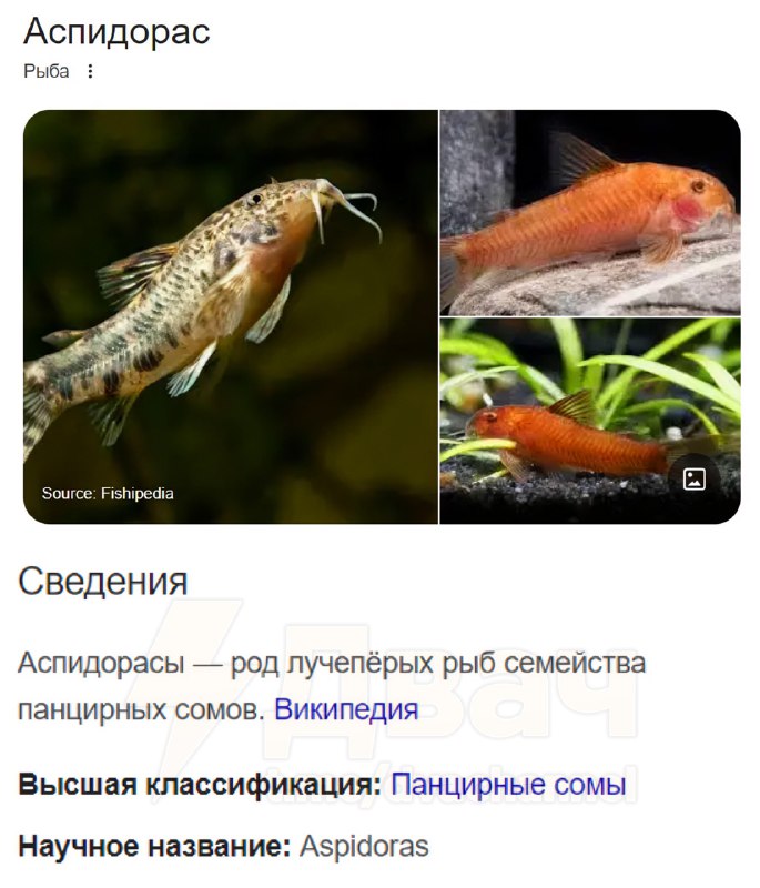 Отправь тому самому корешу-рыбке