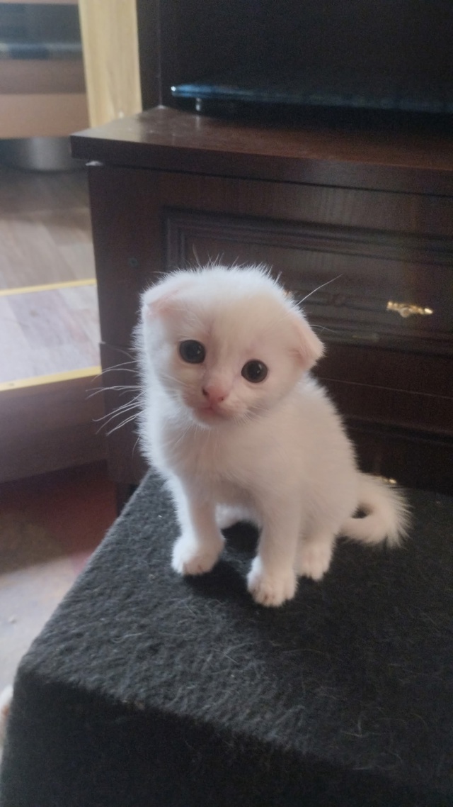 отдам котят им 1.5 месяца рождены 16 июня. активные очень....