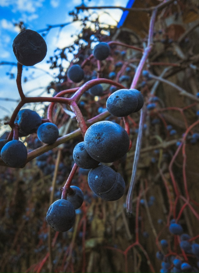 Очень- осень...
Google Pixel 7 Pro (Lightroom)
#мобильнаяфотография #м...