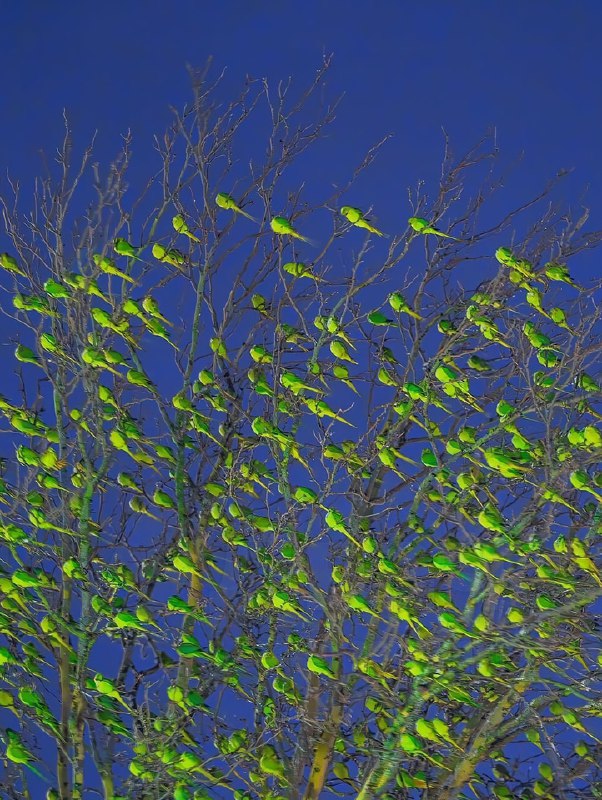 Фотограф нашёл в зимнем Лондоне самое «зелёное» дерево — только вместо листьев оно было усыпано… оже