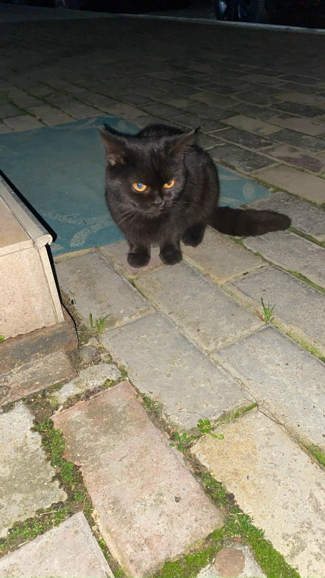 Во дворе семиэтажек на улице Горького появилась кошеч?...