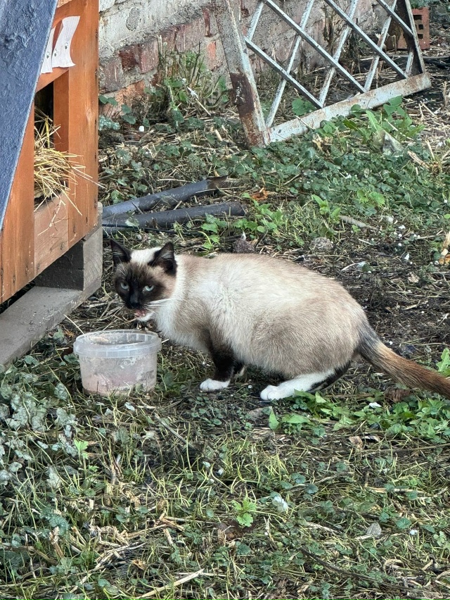 Молодая кошечка, живёт на предприятии, на мебельном, оч...