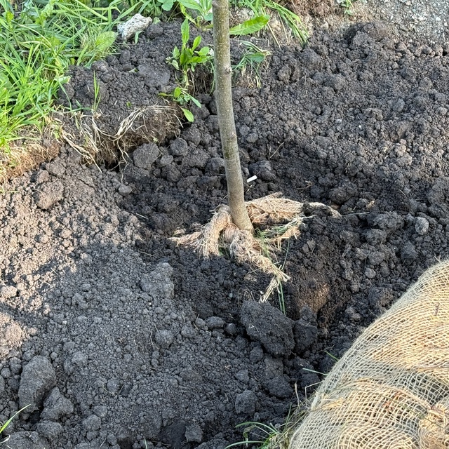 Озеленение на Бульваре Фоменко. Как повлиять на этот У?...