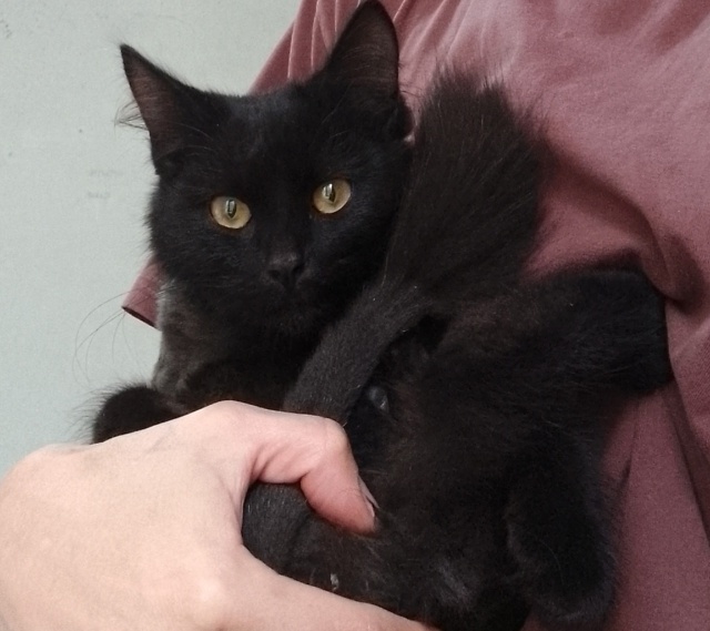 Чей потеряшка?
Подстрижен, ухоженный. Черно - дымчатый. ...