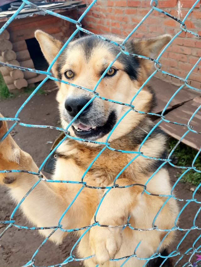 Потерялся кобель на притыке кличка Мишка . Просьба кто...