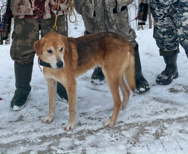 Пропала русская гончая собака в районе Маркова кто ув?...