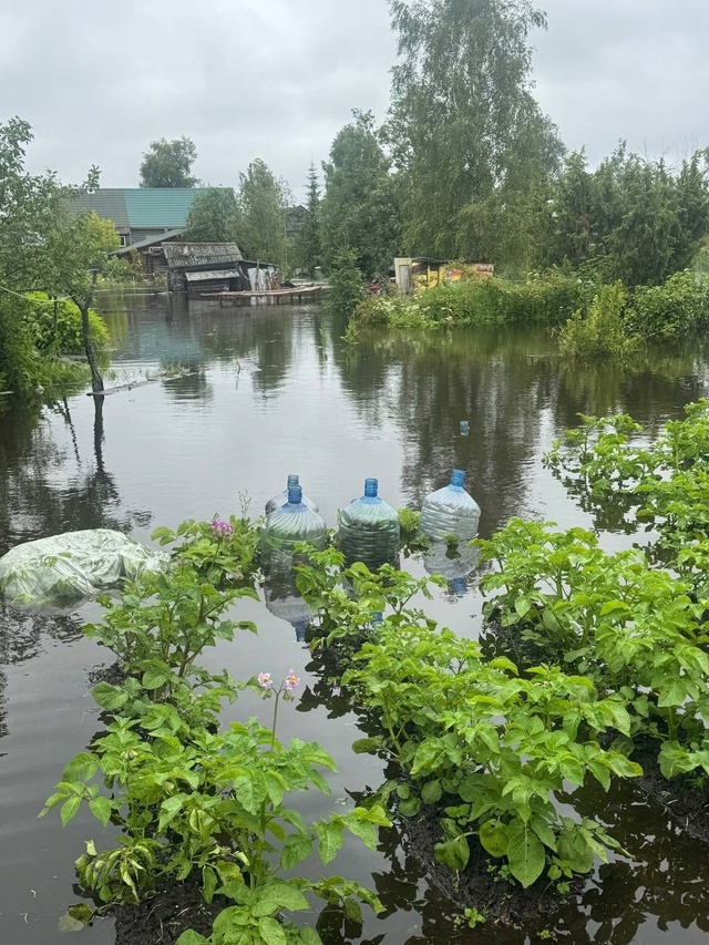 Утиные истории 🦆🦆🦆