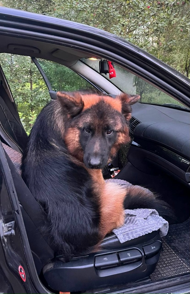 Пропала немецкая овчарка. Связь по телефону 89103010666