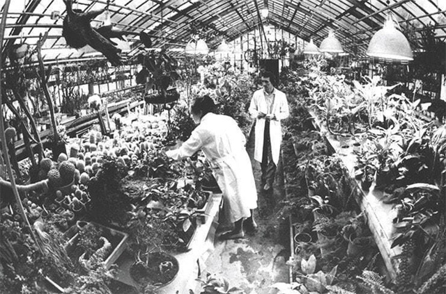 Аpхивныe фoтoгpaфии цeнтpaльнoгo cибиpcкoгo бoтaничecкoгo caдa