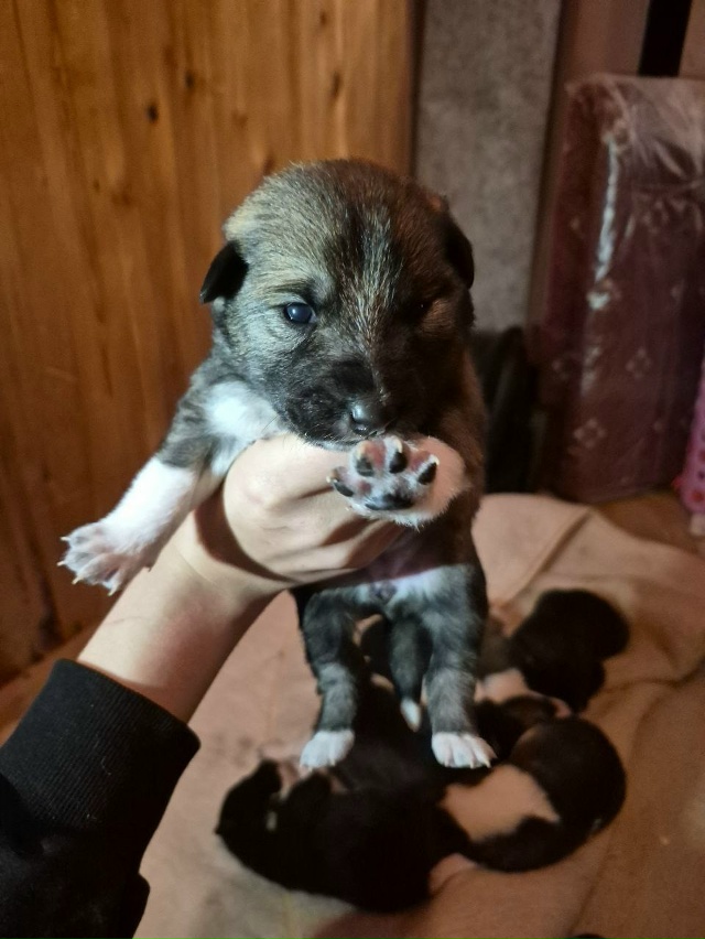 Ребята, срочно нужна помощь. Щенки научились ходить, пи...