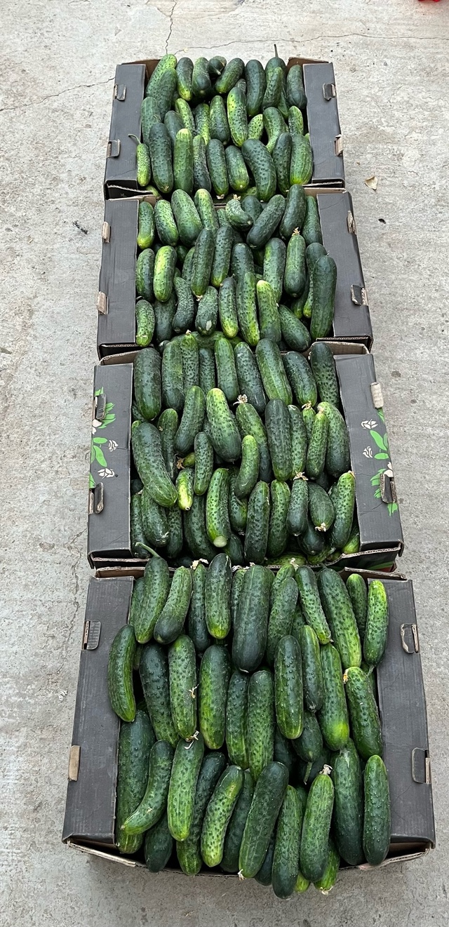 Продаются , Огурцы 🥒
Для за солки , без селитры , Домаш?...
