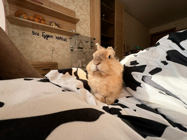 добрый день. отдам кролика мальчика в добрые руки. рано...