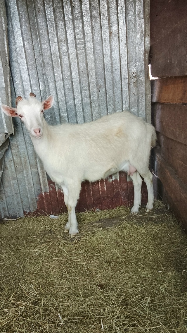 Продам козу глубоко котная и продам козла.89228290723