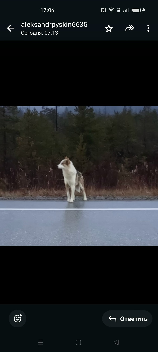 Хочется написать нелюдям,которые бросили собаку,котор...