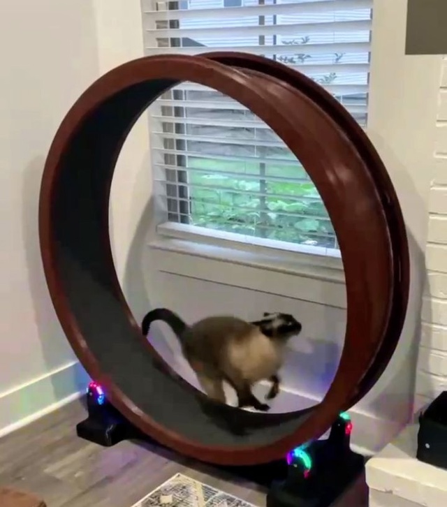 Одно из лучших приобретений для кота