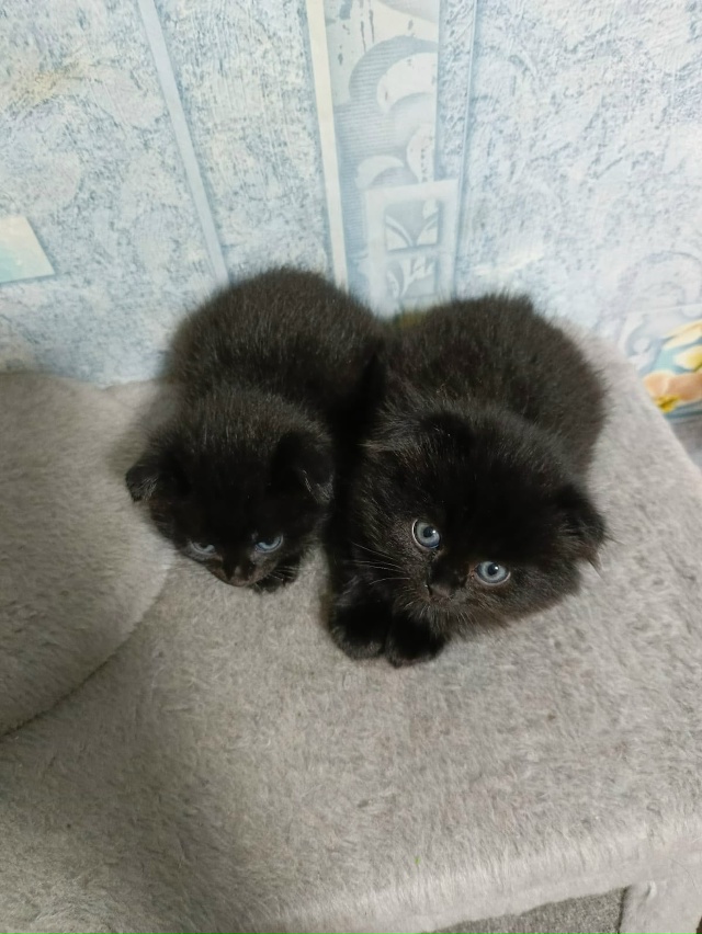 Котятки в добрые руки, все мальчики
В лоточек ходят, ку?...