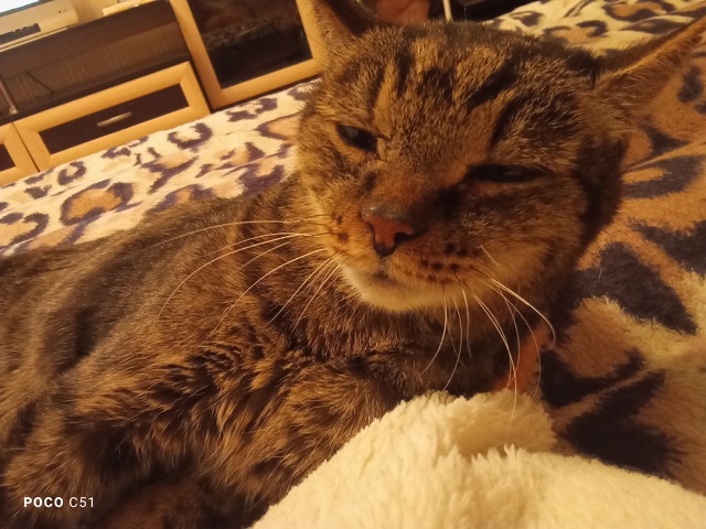 Наш котодедушка Степан Михайлович (16 лет). Сейчас немно...