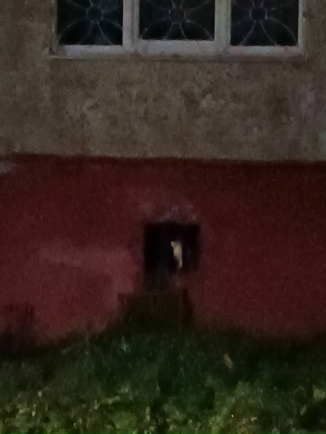 В 00:30 4-го ноября увидели кошку, выглядит домашней. Упит?...