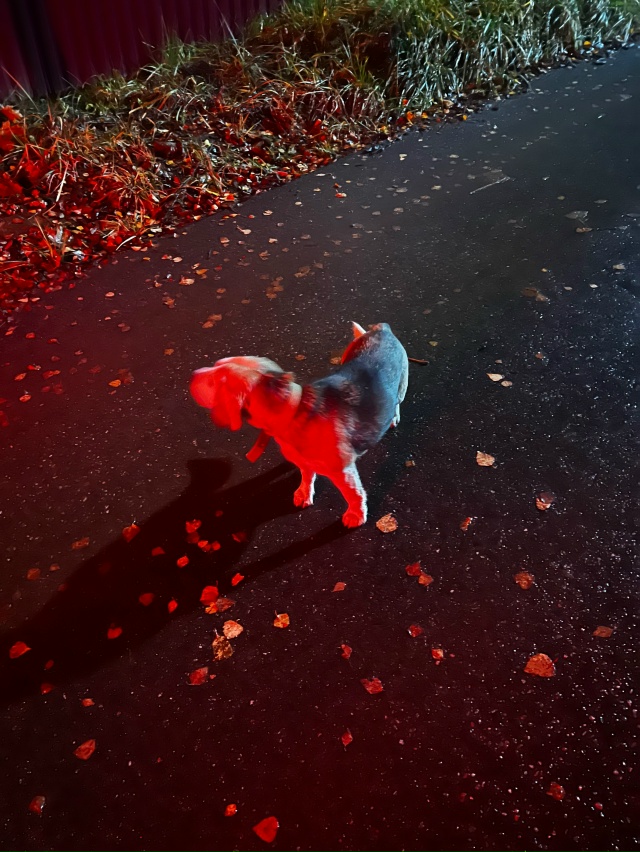 Янино 2, частный сектор. Возможно, чья-то потеряшка…воз...