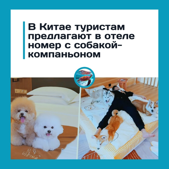 Отель в Ухане сдает номера вместе с собаками
В китайск...