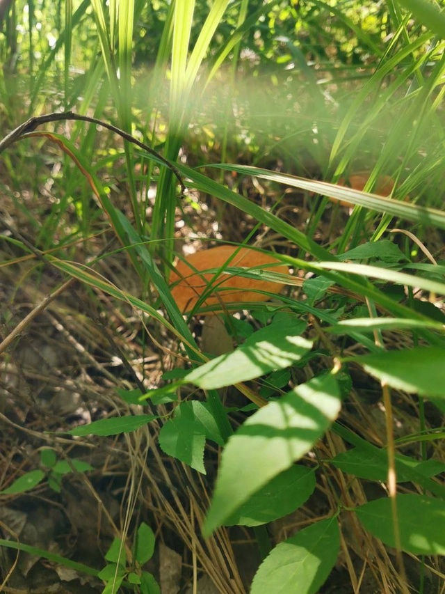 ? Красота в лесу