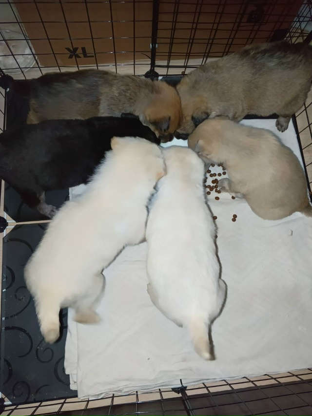 Ищем хозяев щенкам. Все кобели. Обработаны от блох и гл?...