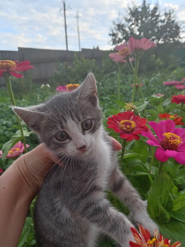 Отдам котят в добрые руки.