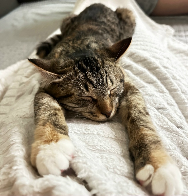 ДОБРО
ПРОПАЛ КОТЕНОК
Отзывается на кличку «МЫШКА», ла...