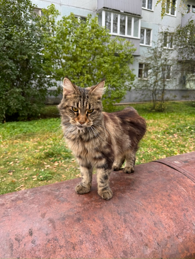 ОСТРОВ, ПСКОВ!
🆘 Выкинут мейн-кун! СРОЧНО ищу передерж?...