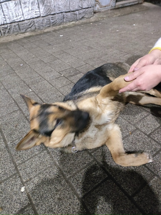 Здравствуйте, сегодня 22.11.2025 увидели эту собачку около ...