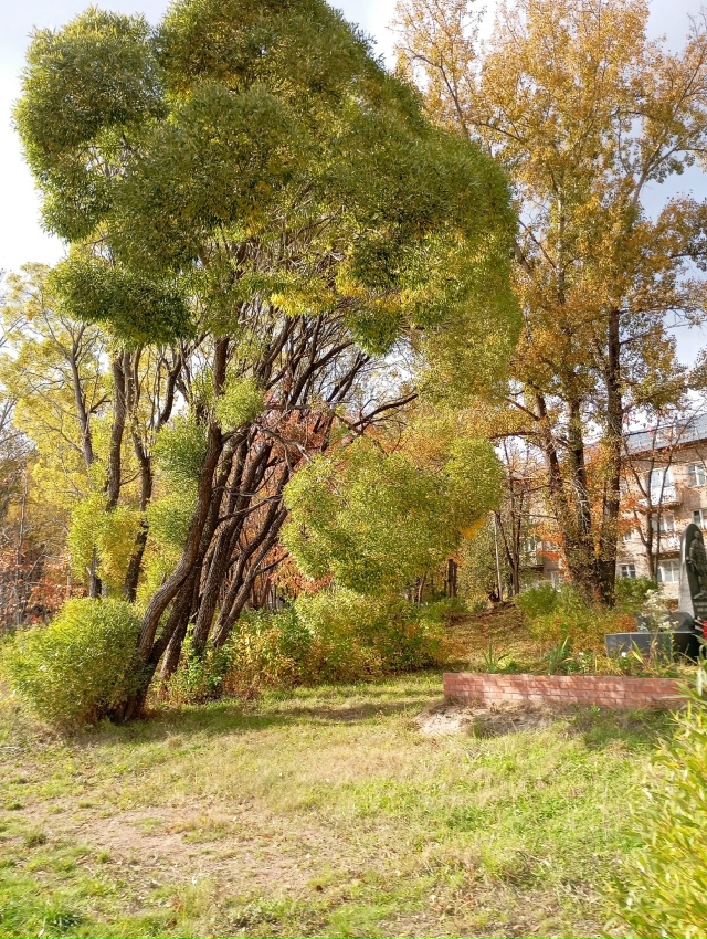 Красоту сентября хочется запечатлеть на холсте души... ...