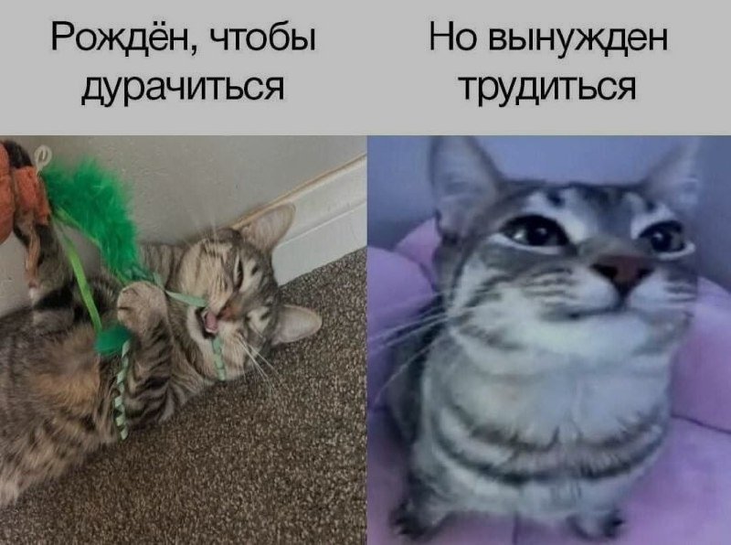 Ночная подборочка
Спать, режим (сбился)