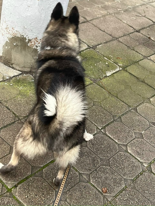 Чей хвостатый бегает?