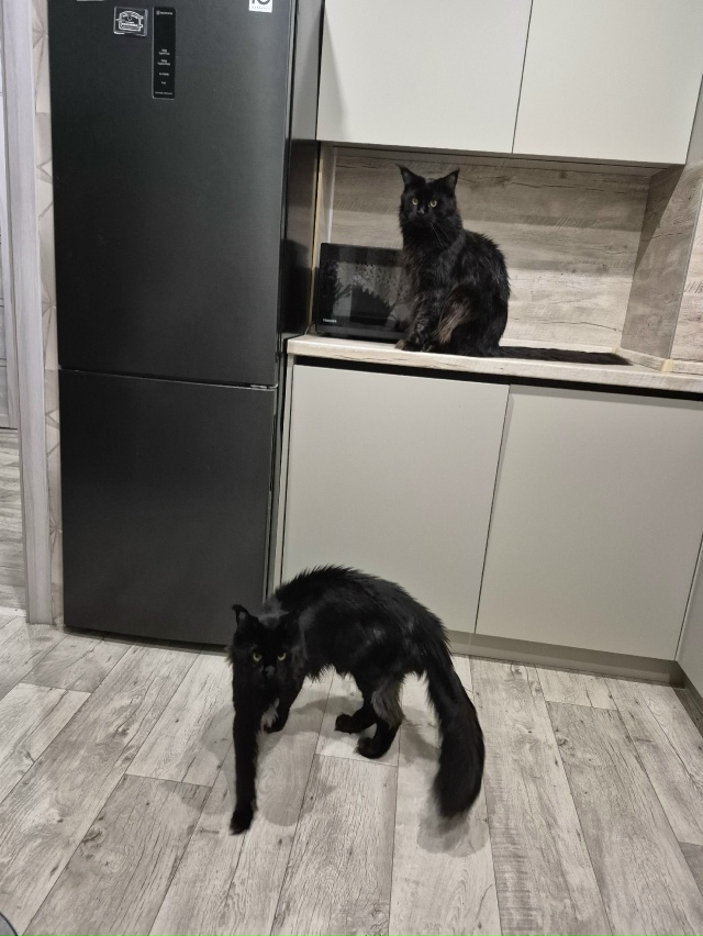 МАФФИН и КОСМОС принимают новую кухню