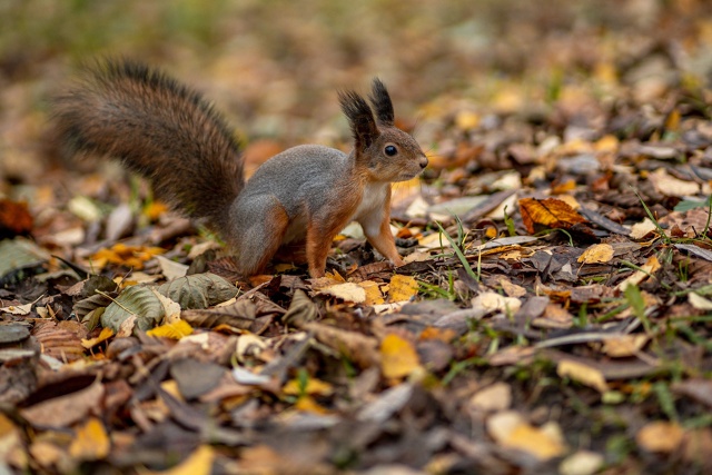 Осенние белочки из Раменского парка 🐿