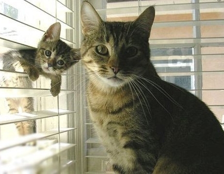 Дорогие мамы!
От всей души поздравляем Вас с празднико...